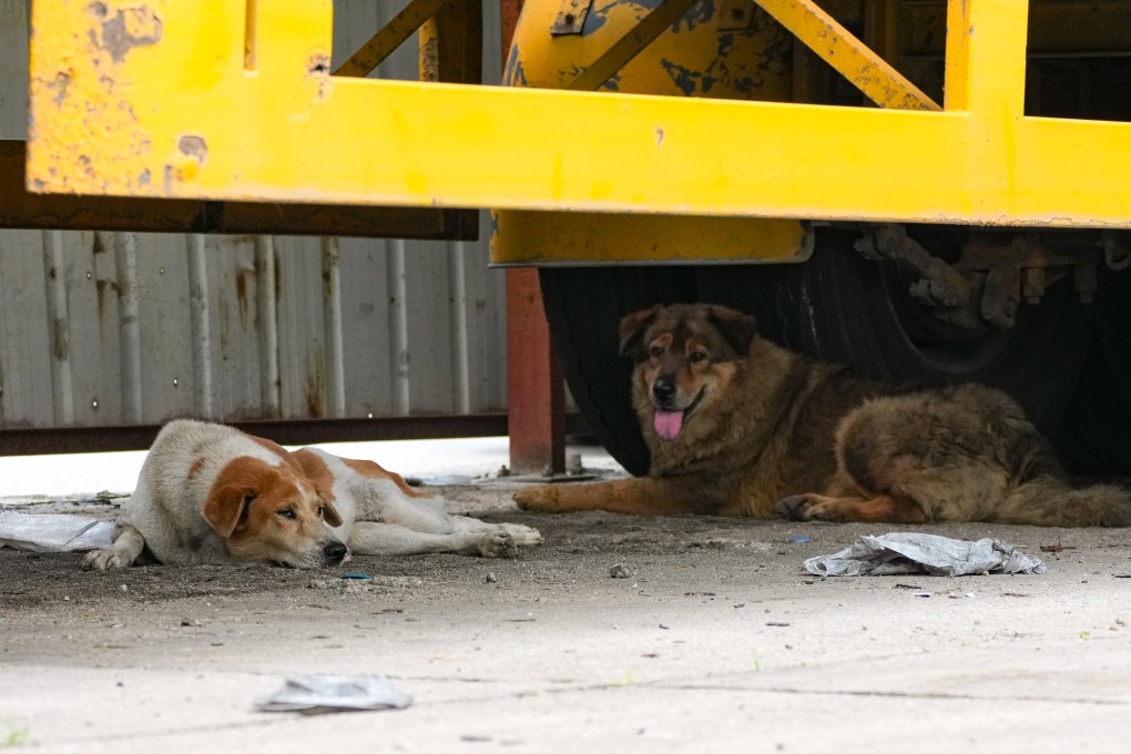 動保團體警告新界倉庫惡劣對待看門犬，呼籲採取TNVR措施