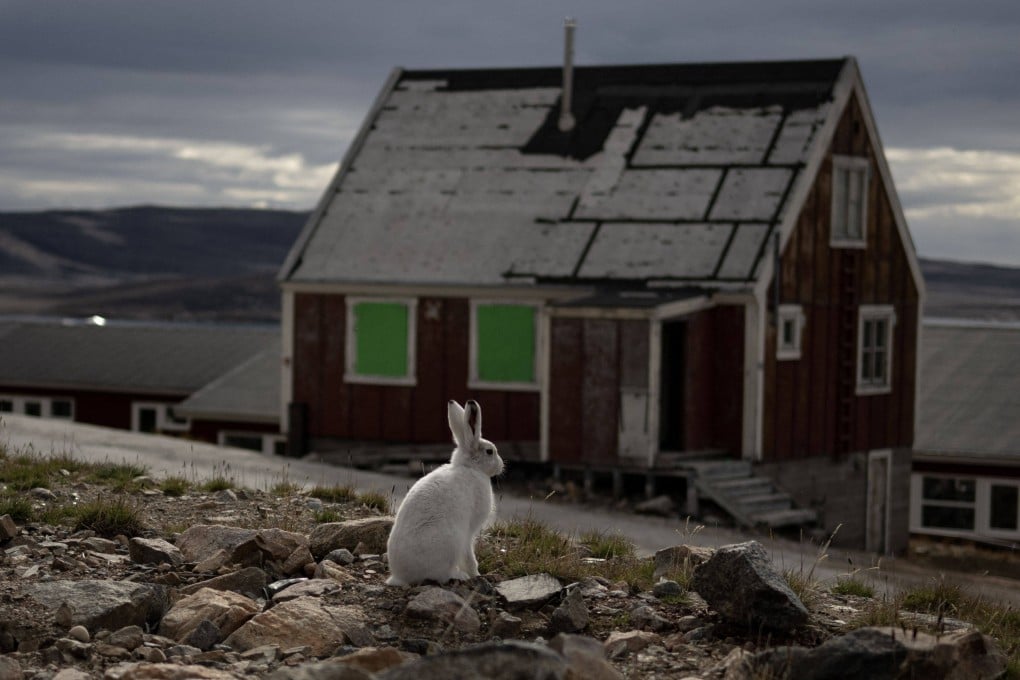 An arctic hare sits in Ittoqqortoormiit, a remote town in Greenland near the largest fjord system on the planet. File photo: AFP