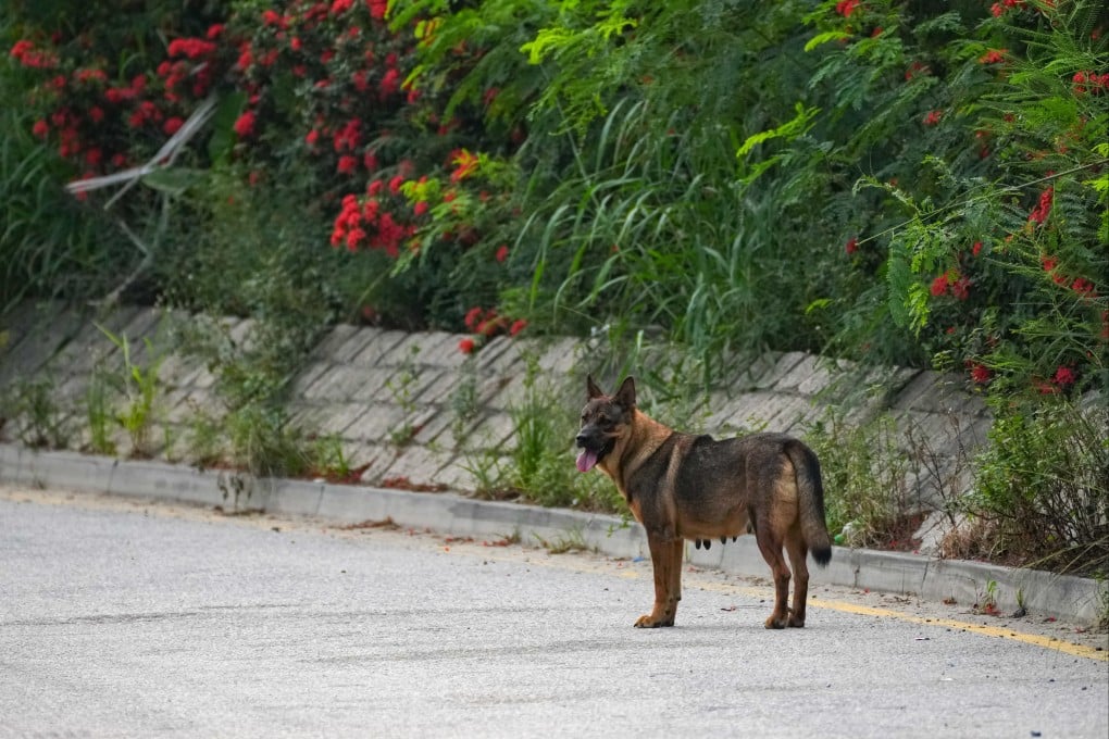 A dog on a road in Yuen Long on September 21. A 27-year-old female cyclist was found dead after a suspected dog attack on Pok Wai South Road on September 20. Photo: Kit Lai