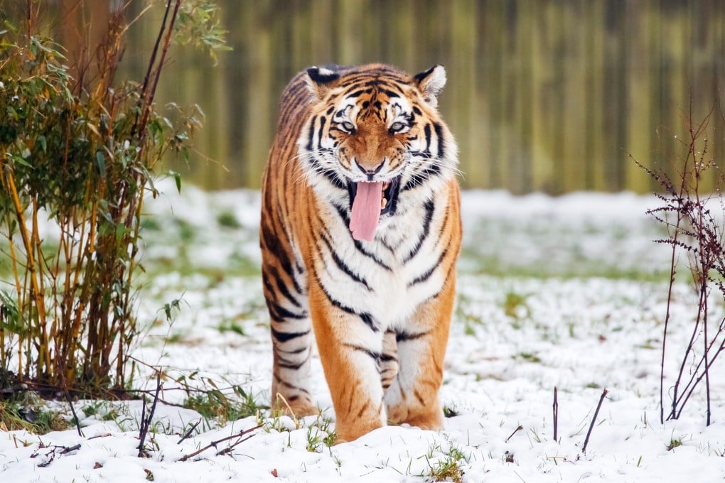 A Siberian tiger enjoys the snow in an enclosure at Yorkshire Wildlife Park near Doncaster, England, in October 2021. Photo: PA via AP