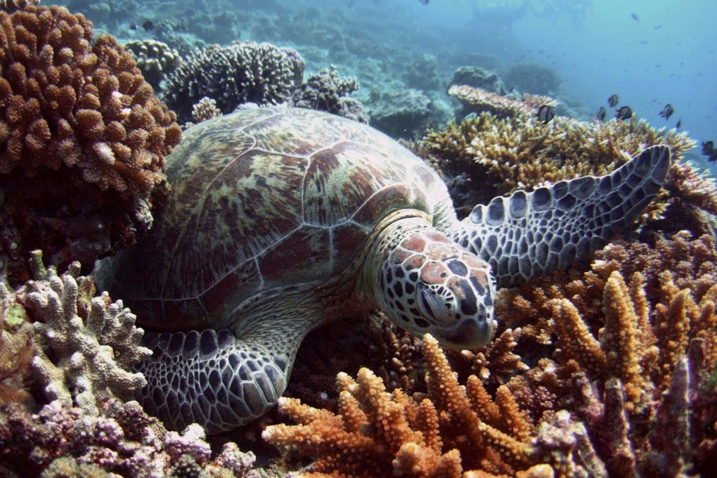 A green turtle lies on a bed of corals off the Malaysian island of Sipadan in the Celebes Sea. Photo: Reuters