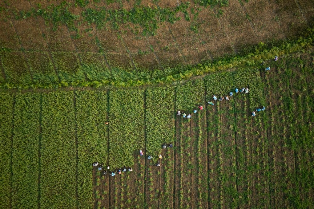 Workers collect garlic from a farm in Tha Ton, Thailand, in February. Photo: AP
