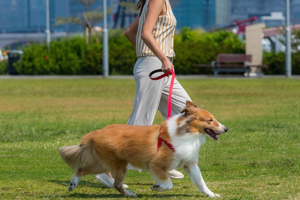 Hangzhou authorities are cracking down on daytime dog walking, strictly enforcing a 7pm to 7am curfew that has sparked massive online debate. Photo: Shutterstock