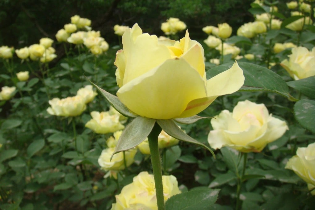 Beijing sent more than 20 varieties of China rose – the capital city’s official flower – to the White House last month. Photo: Handout