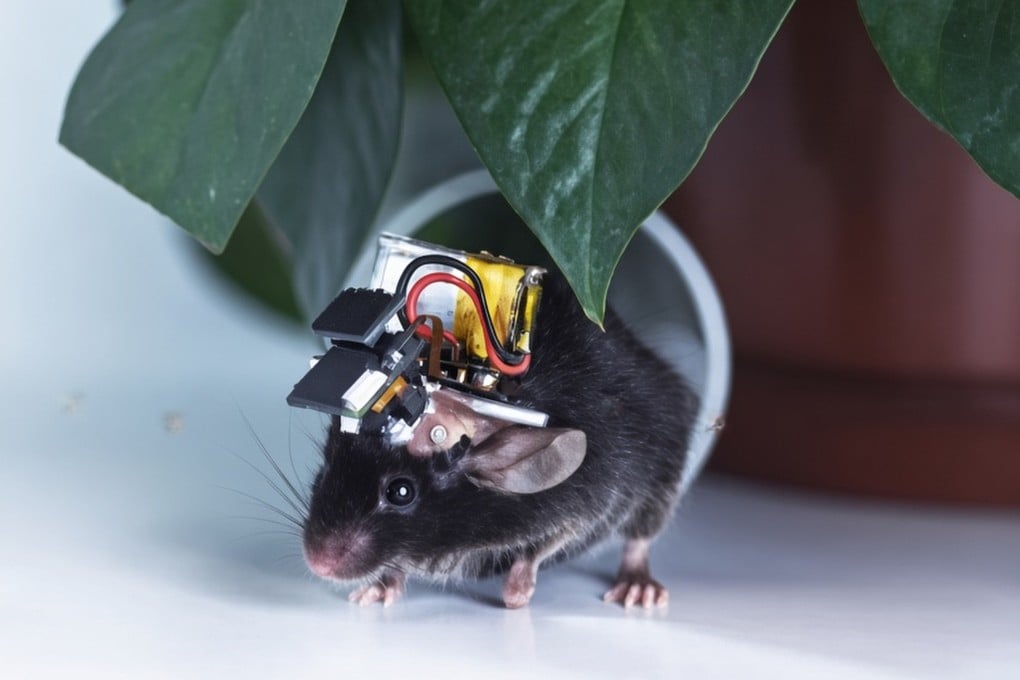 A mouse fitted with the Airscope, a device that can monitor thousands of brain cells at once. Photo: Tsinghua University
