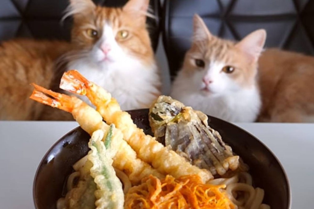 The famous cats from the JunsKitchen videos. Photo: YouTube