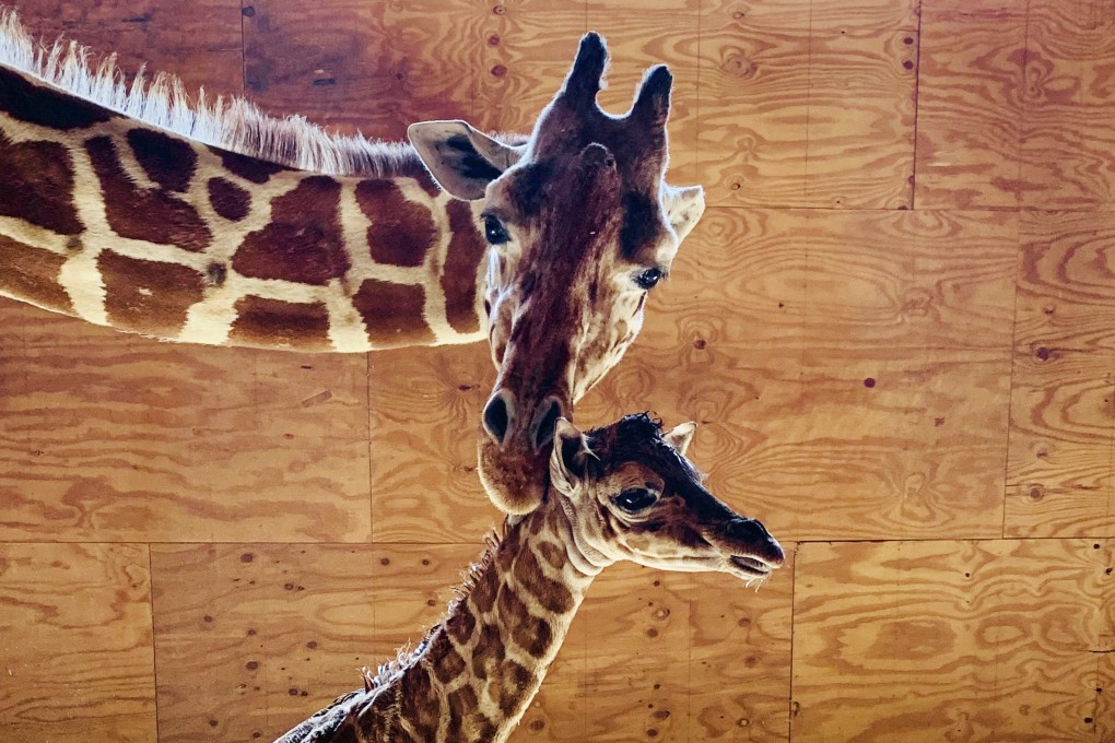 April the Giraffe with her new male calf. Photo: Animal Adventure Park via AP