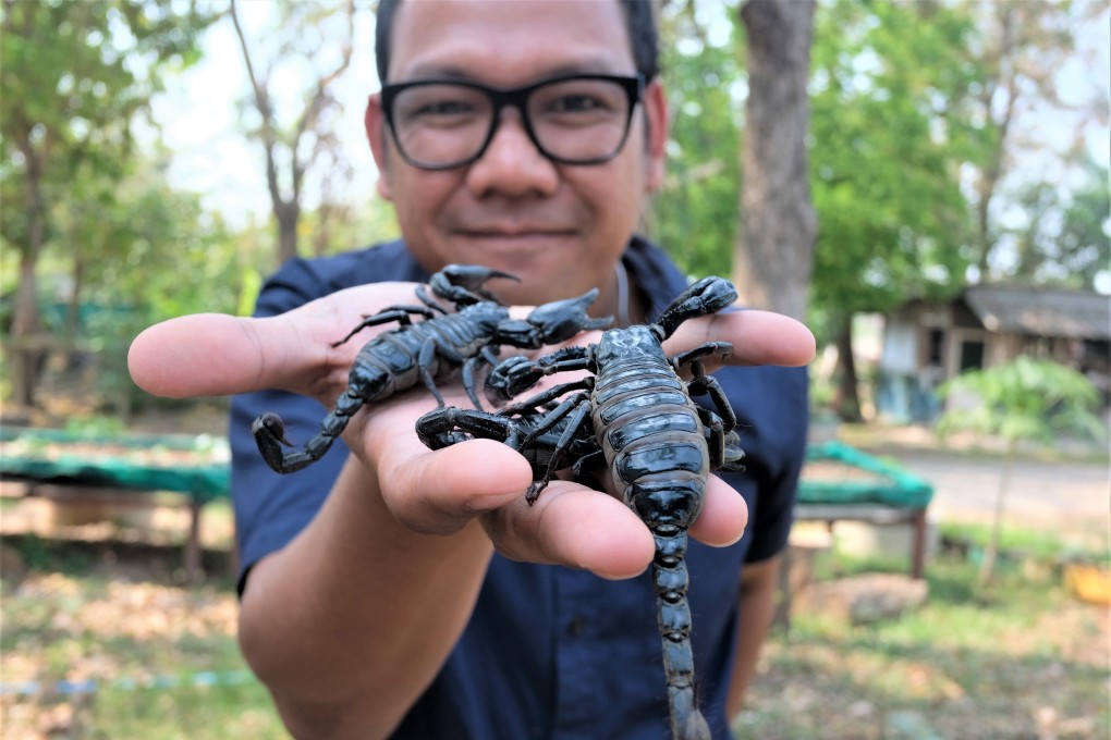 Danai Siriburee is a university lecturer who breeds scorpions for food. Photo: Tibor Krausz