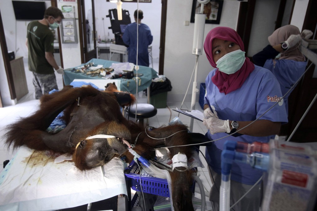 Medical workers operate on ‘Hope’ the orangutan, who was shot dozens of times with an air rifle. Photo: AP