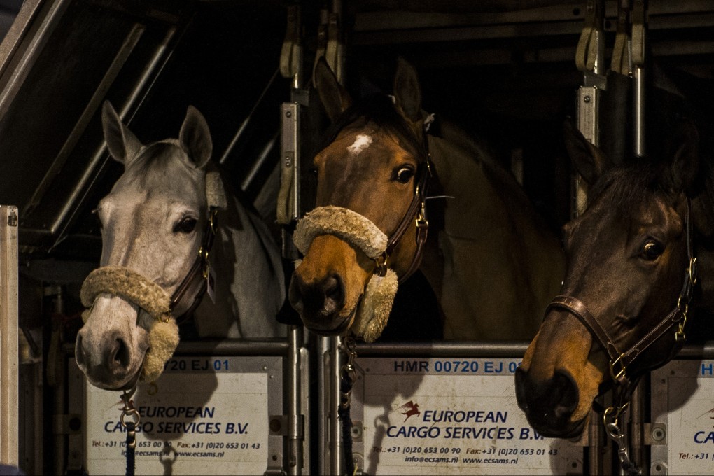 Arrival of the racehorses in Hong Kong ahead of the Longines HK Masters 2015 at the Hong Kong International Airport on 9 February 2015. Photo: Power Sport Images