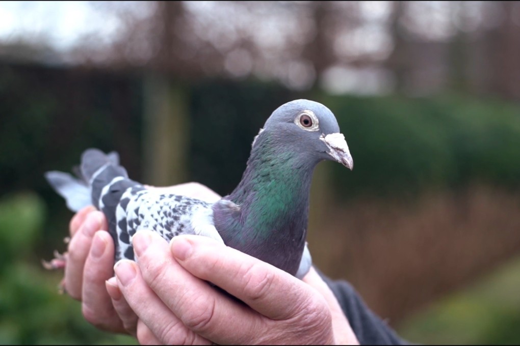 Armando is five years old and nearing retirement age. Photo: www.pipa.be