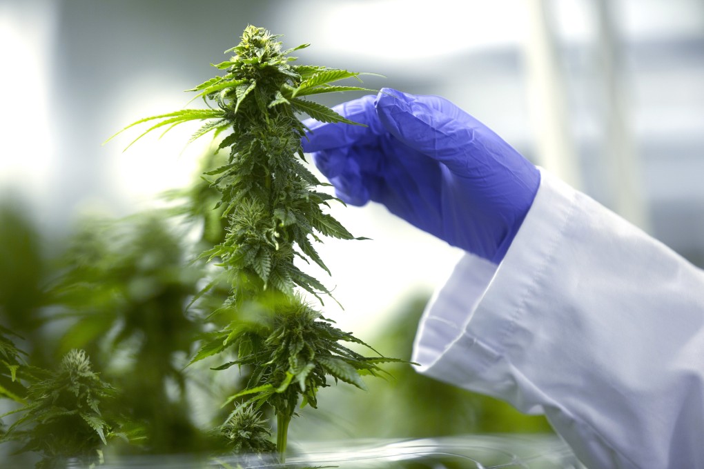 A worker inspects cannabis plants in Winnipeg, Canada. A new study has linked use of high-potency marijuana to major mental health problems. Photo: Bloomberg
