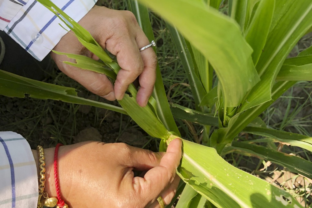 A representative from Thailand’s agriculture ministry indicates plants affected by the fall armyworm. Photo: AP