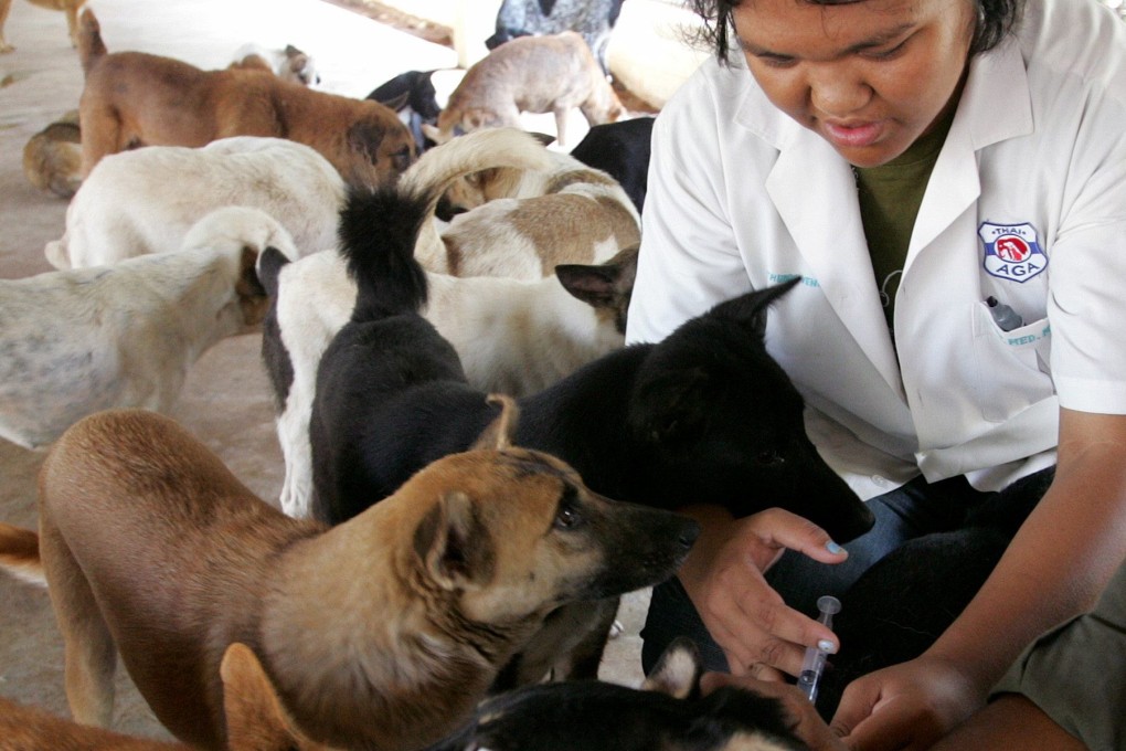 A health worker gives a rabies shot to a stray dog at a government shelter in Phuket, Thailand, in March 30, 2005. The country had to tackle a serious outbreak of rabies in 2018. Photo: Reuters