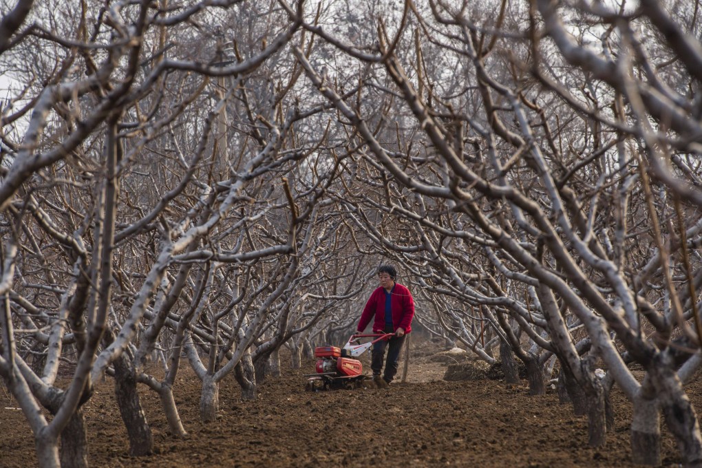 A farmer ploughs her field in China’s Shandong province. China’s general public lives in fear of eating food that is tainted or harmful, such as meat laced with steroids or fish with hormones to stimulate growth. Photo: Xinhua