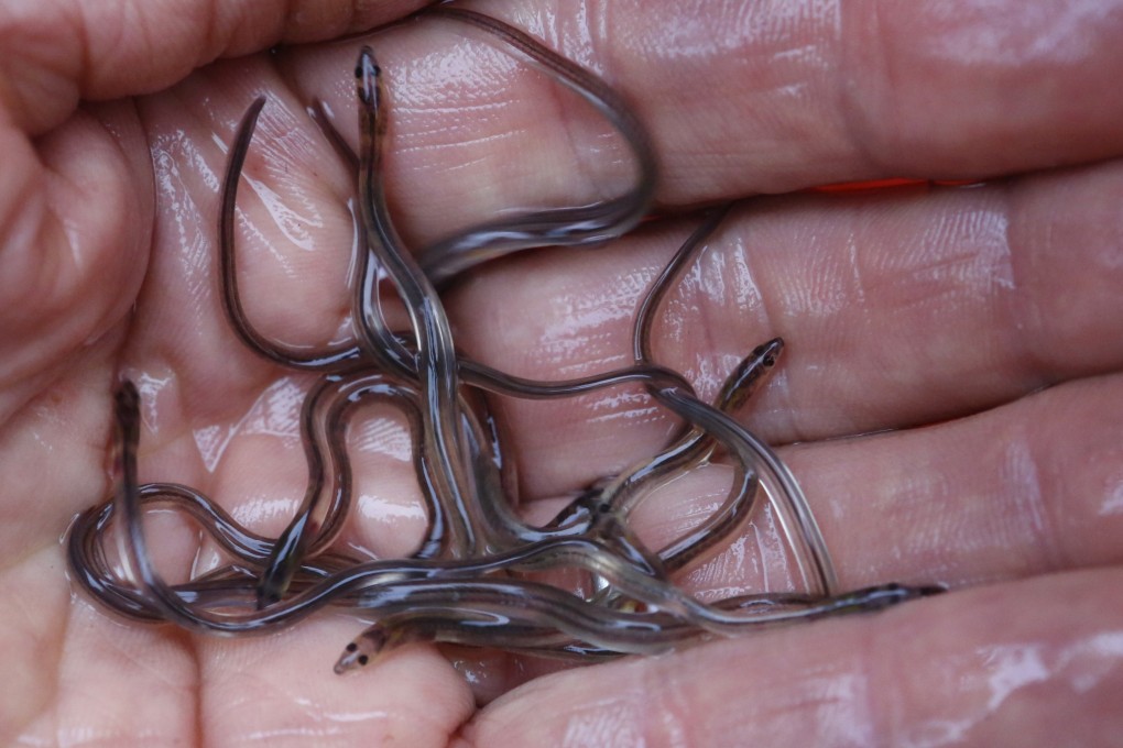 Baby eels, also known as elvers. Photo: AP