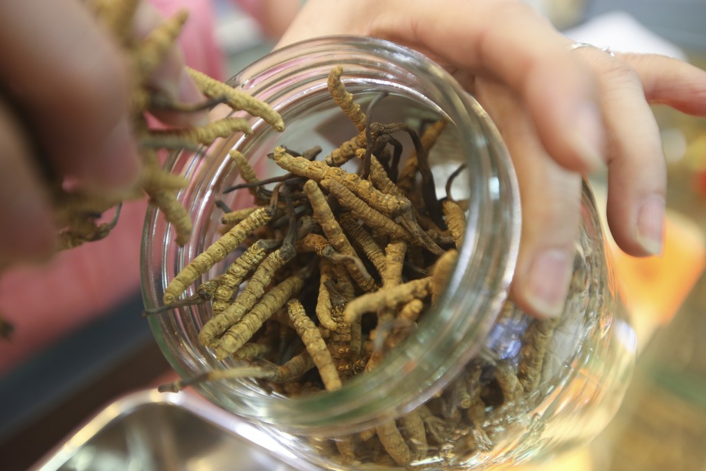 A high price and ease of portability made cordyceps a popular currency among corrupt officials. Photo: David Wong