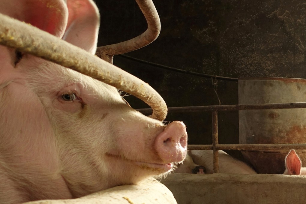 Animal health researchers say they have isolated a strain of African Swine Fever but that its is “hard to say” how close a vaccine may be. Photo: Reuters
