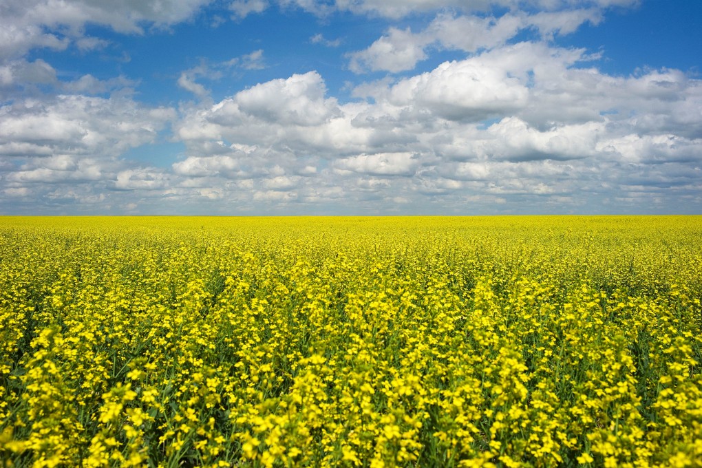 A canola crop in full bloom on the Canadian prairies near Fort Macleod, Alberta. File photo: Reuters