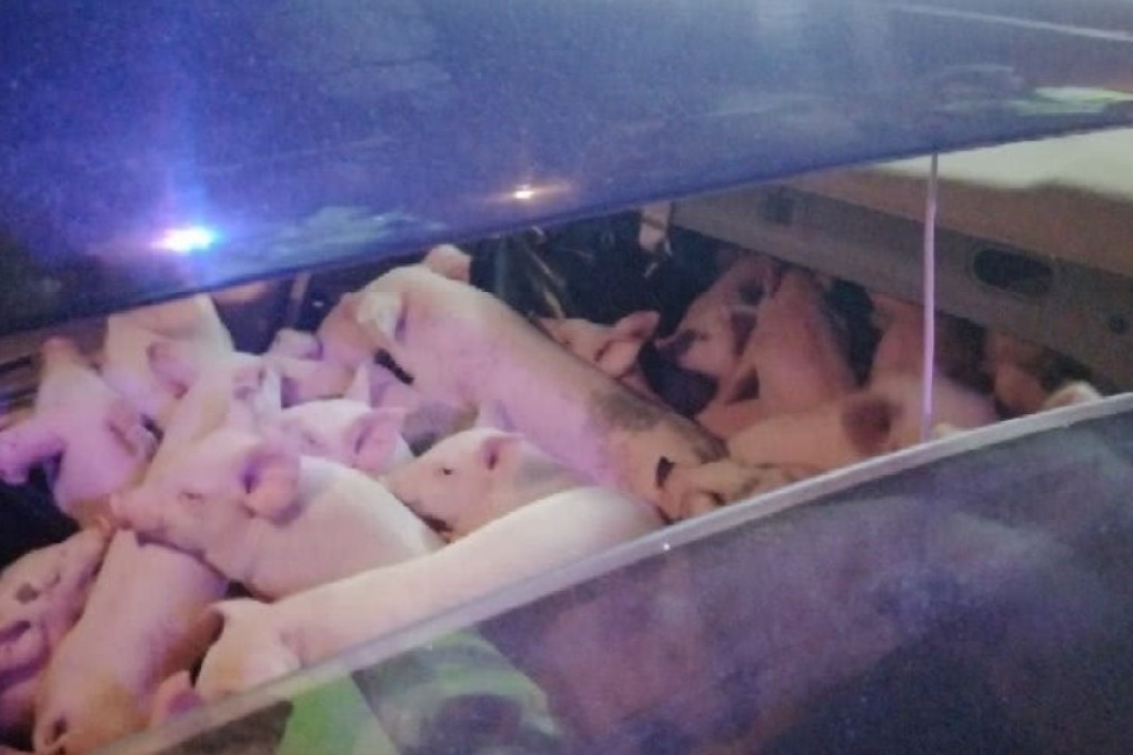 The piglets were found in the back of a saloon car with the back seats lowered. Photo: Handout