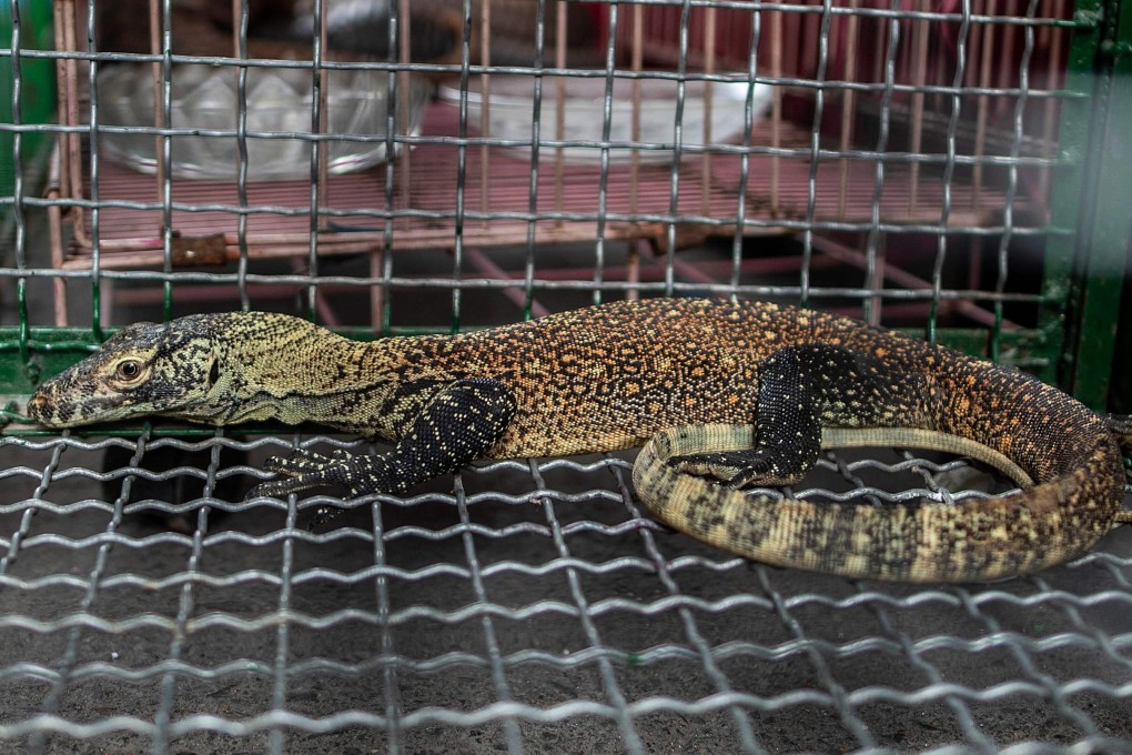 One of the juvenile Komodo dragons that were seized by Indonesian authorities. Photo: AFP