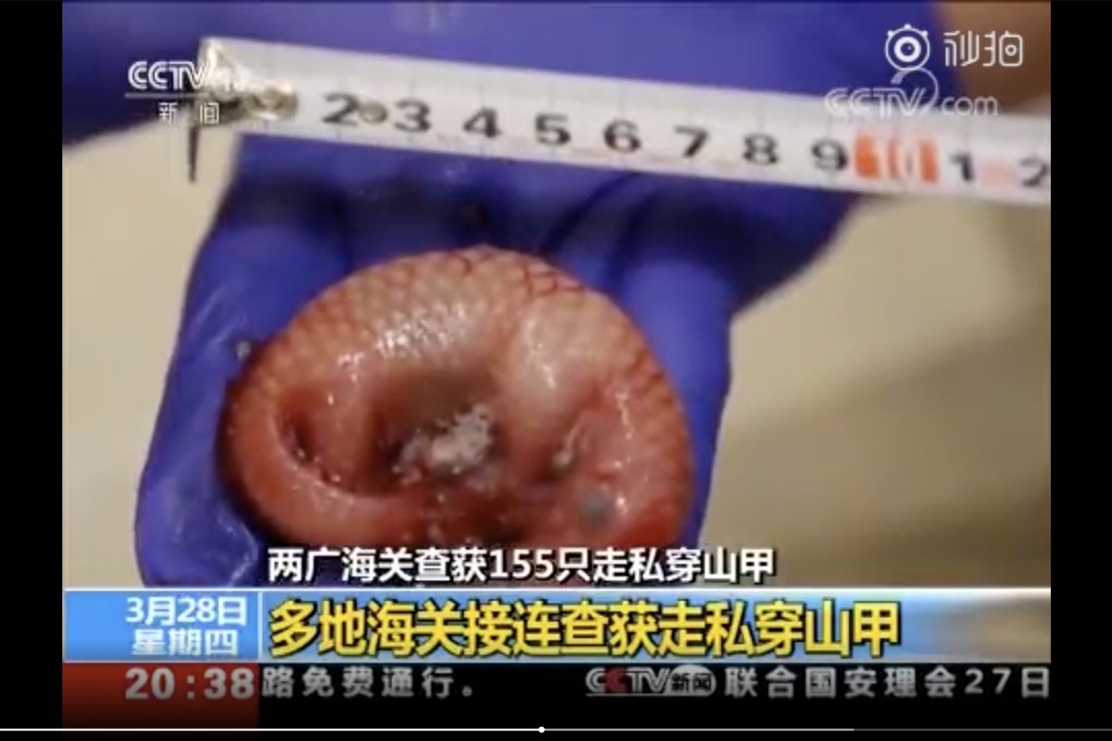 The seizure included 103 live and 52 dead pangolins. Photo: Miaopai