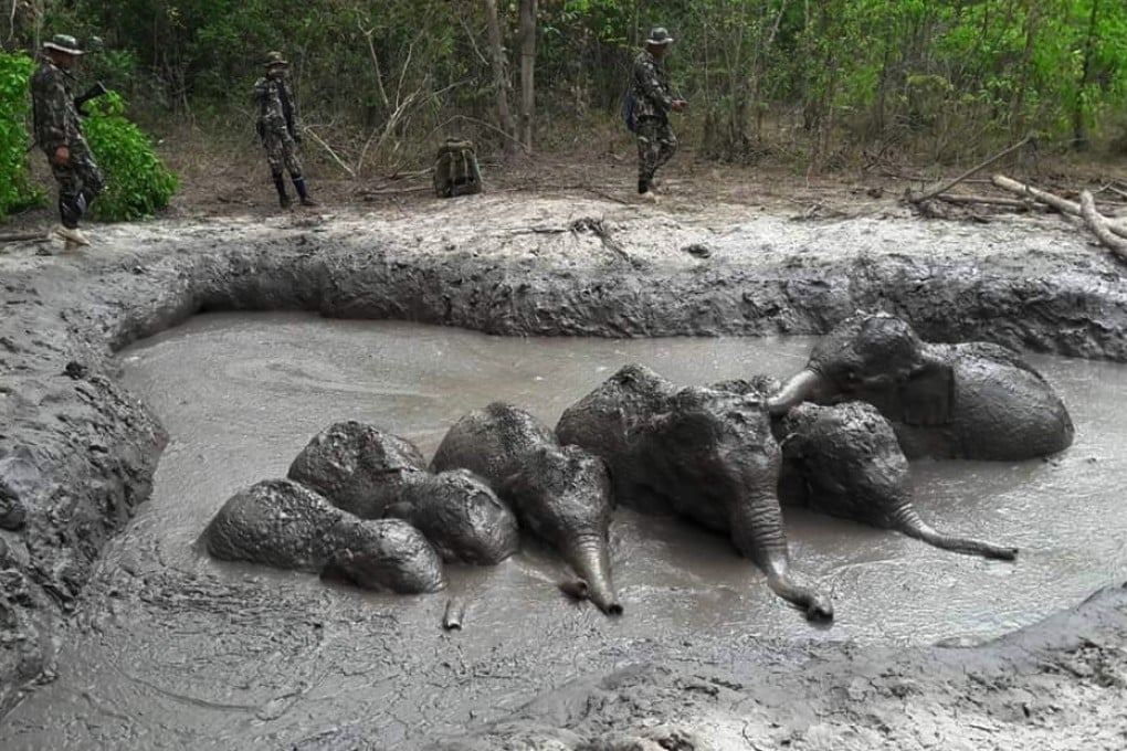 In this photo released by Thailand’s Department of Natural Park, Wildlife, and Plant Conservation on Thursday, Trangers prepare to extract six baby elephants stuck in a muddy pond at Thap Lan National Park, northeastern Thailand. Photo: AP
