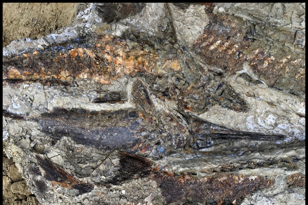A tangled mass of fish from the deposit in North Dakota's Hell Creek formation. Photo: Robert DePalma/University of Kansas