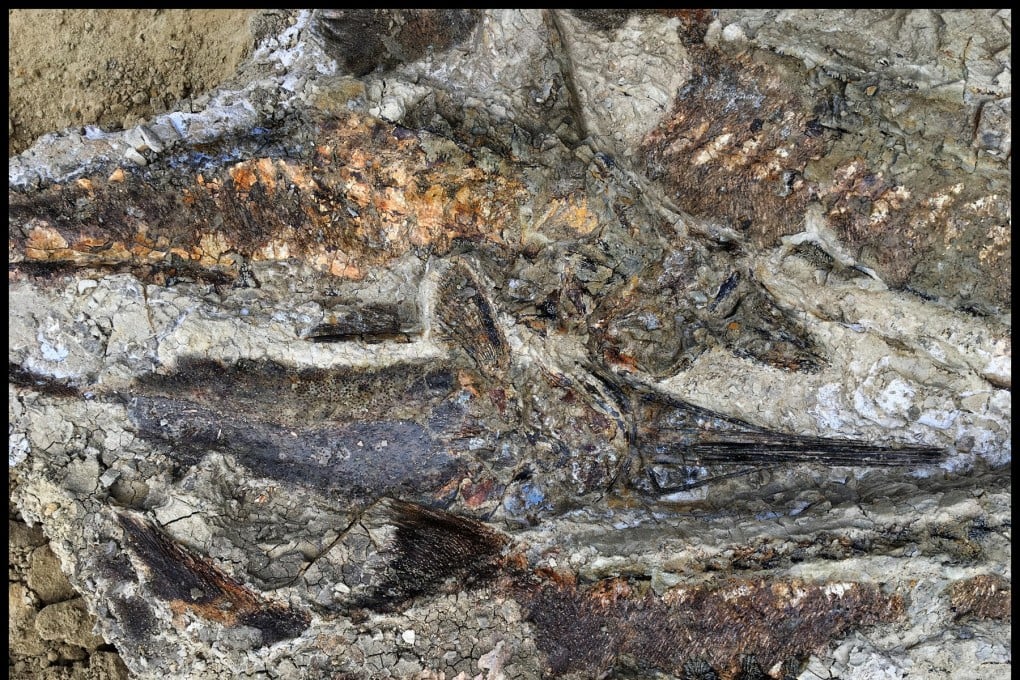 A tangled mass of fish from the deposit in North Dakota's Hell Creek formation. Photo: Robert DePalma/University of Kansas