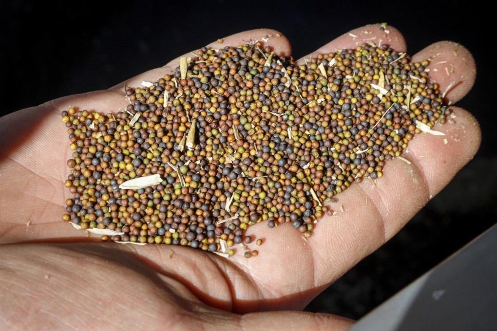China has revoked the export licences of two Canadian canola exporters after finding quarantine pests in their shipments. Photo: Associated Press