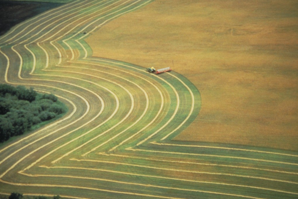 China has banned imports of canola, Canada’s No 1 cash crop, from two major suppliers. Photo: canolainfo.org