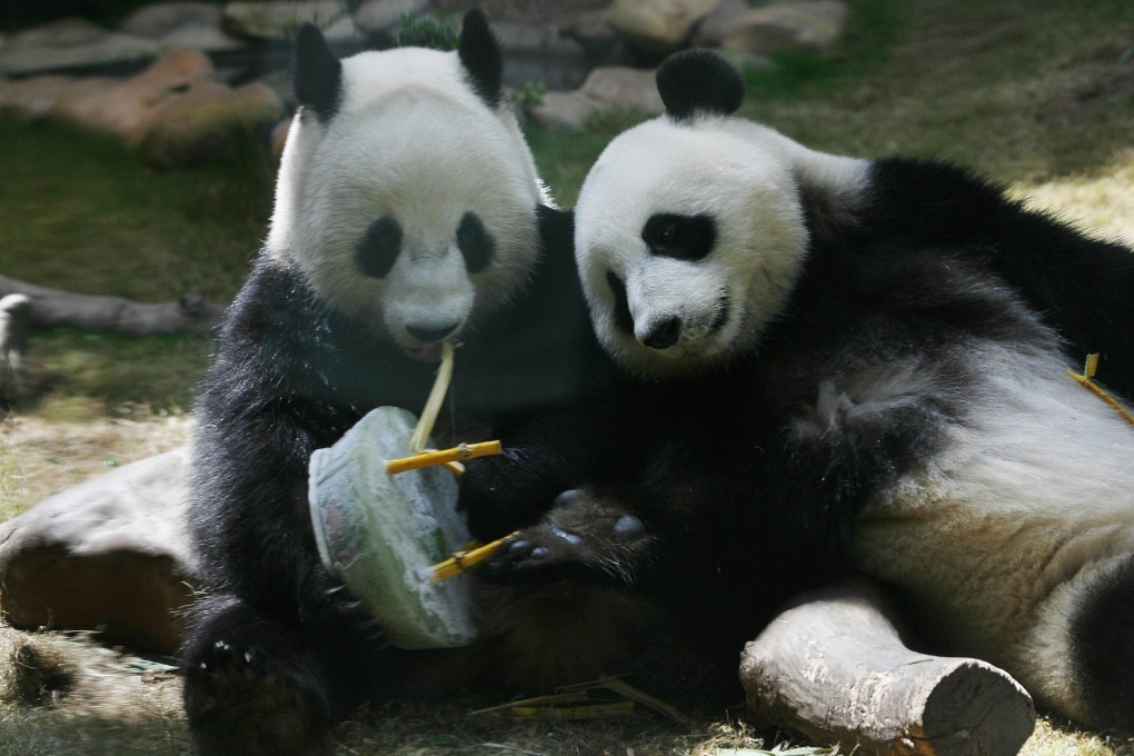 Giant pandas Le Le and Ying Ying have failed to reproduce during their time in Ocean Park. Photo: Handout