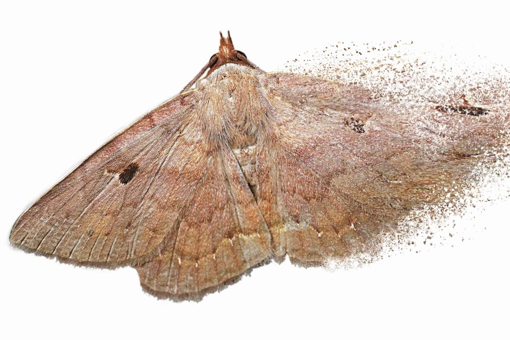 A Mecodina bisignata moth, just one of several tropical species that recently arrived in Hong Kong, and is now quite common. Photo: Martin Williams