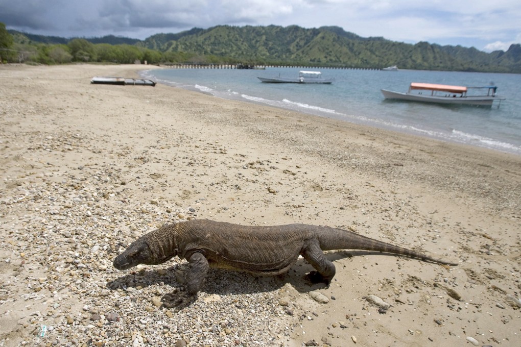 A Komodo dragon walking on the beach in Komodo National Park. Photo: EPA