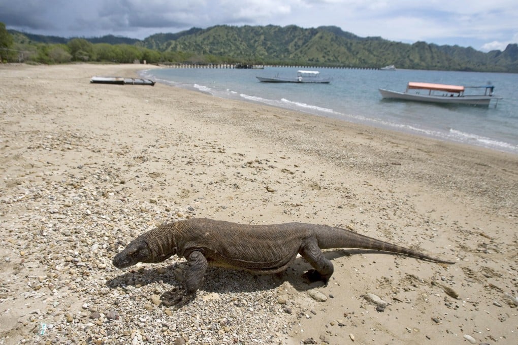 A Komodo dragon walking on the beach in Komodo National Park. Photo: EPA