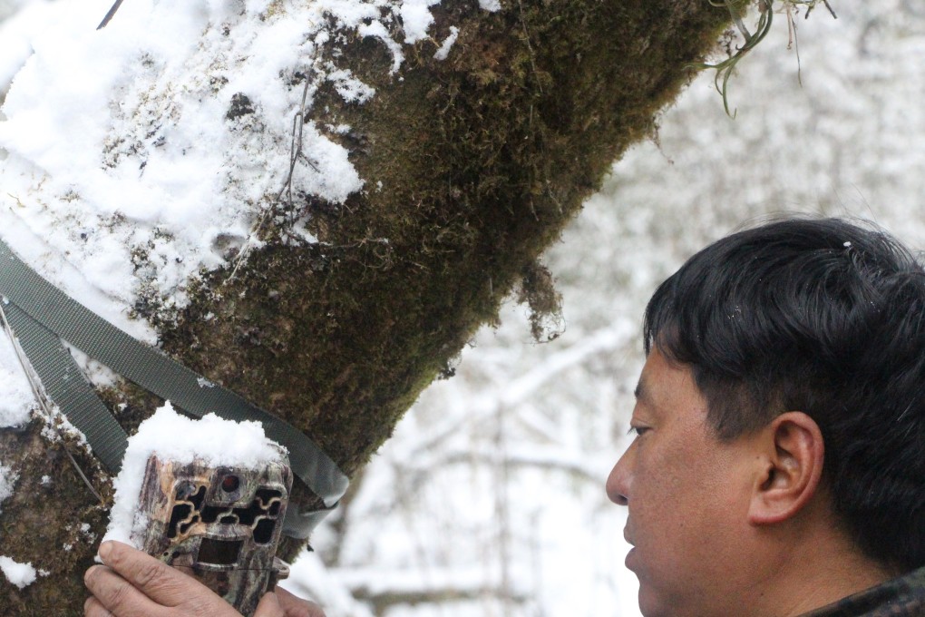 Yang Fan, researcher at Dengsheng Conservation Area, installs an infrared camera to track the movements of pandas. Photo: Kanis Leung