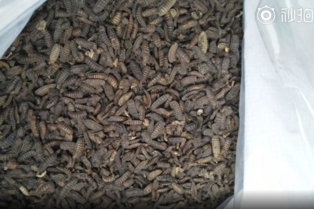The maggots feed on the kitchen waste and their droppings can be used as fertiliser. Photo: n.miaopai.com