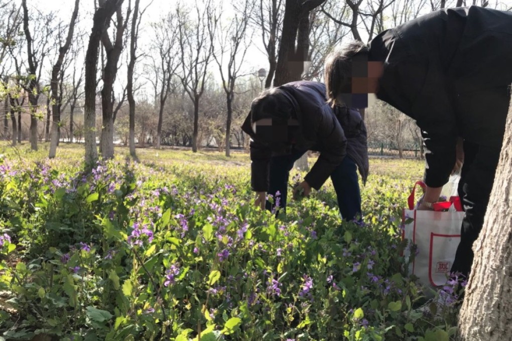 Beijing residents help themselves to wild Chinese violet cress – known as eryuelan in Mandarin – growing in public parks. Photo: Weibo