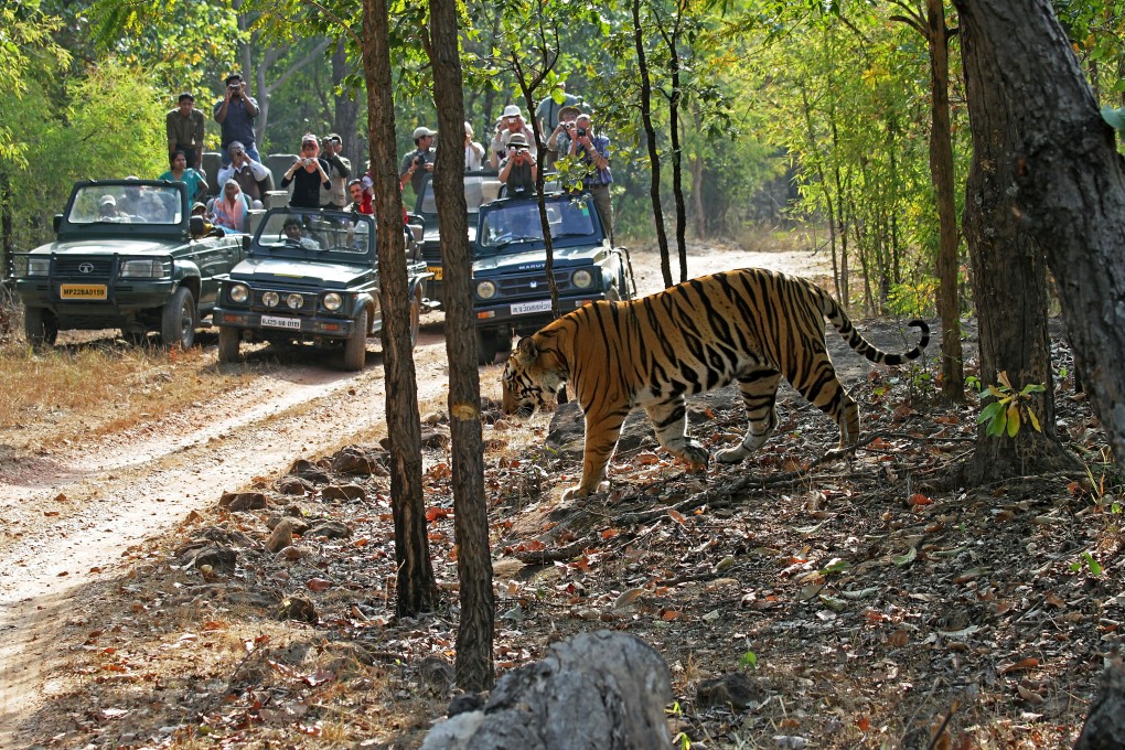 Tourists photograph a tiger in Bandhavgarh National Park, India. Photo: Alamy