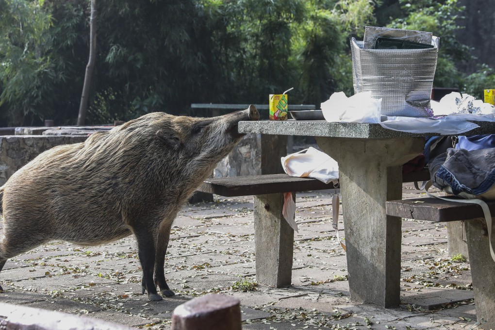 The number of wild boar sightings is on the up. Photo: Felix Wong