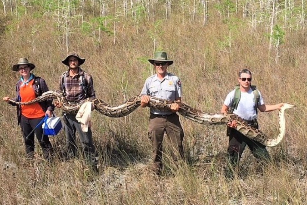 Wildlife officials say this snake is the largest Burmese python ever to be removed from Big Cypress National Preserve in the Florida Everglades. Photo: National Park Service.