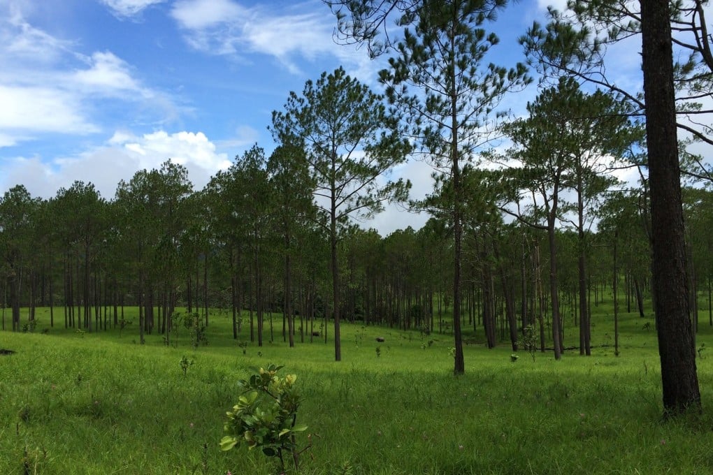 A forest of pine trees in Cambodia’s Kirirom National Park – a view that would not be out of place in Europe.