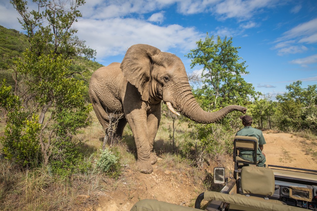 An elephant emerges onto a road during a safari at Mkuze Falls Game Reserve in Kruger National Park, South Africa. Photo: Shutterstock