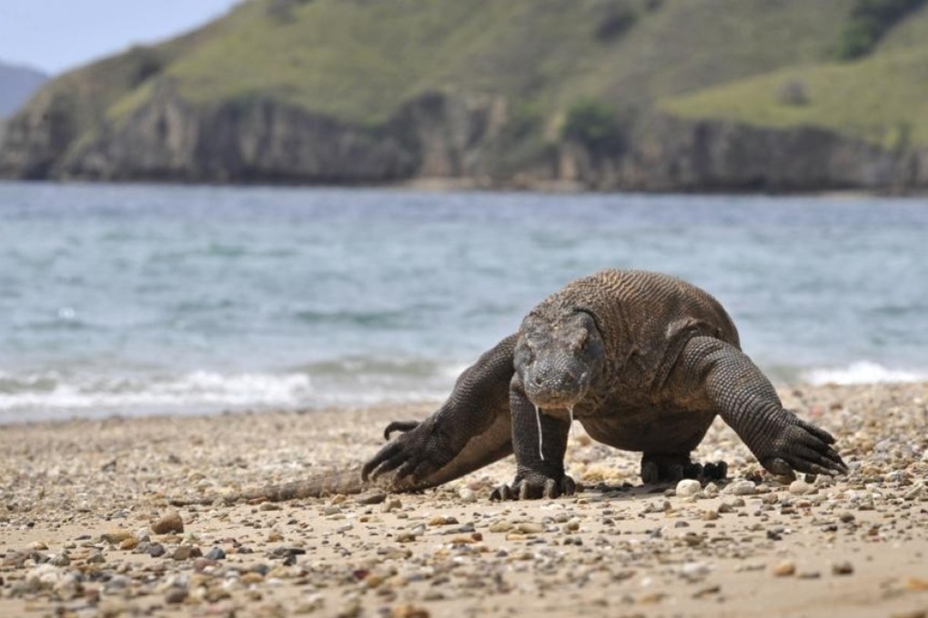 Recent reports of Komodo dragons being smuggled by traffickers have reignited talks about the closure of Komodo National Park. But what would that mean for the local community, which has come to rely on the region’s booming tourist trade? Photo: AFP