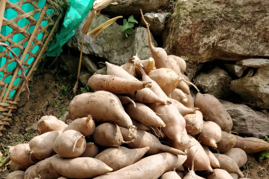 Freshly harvested yacon. The tuber tastes sweet, but has few calories and is mostly indigestible by humans, making it ideal for dieters and diabetics.