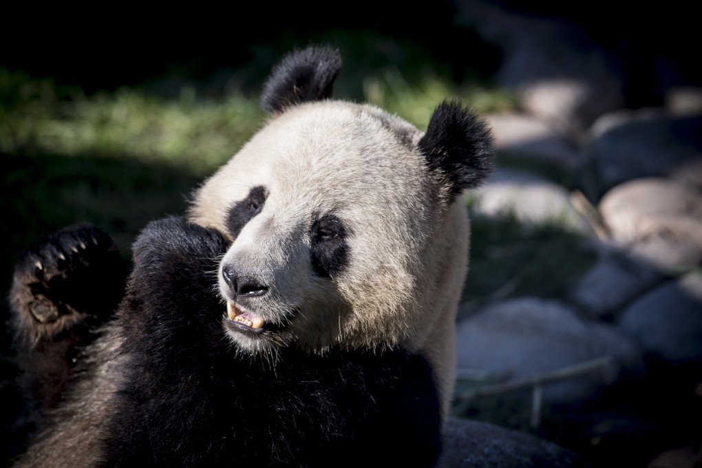 Chinese pandas welcomed by Denmark's queen to new US$24 million