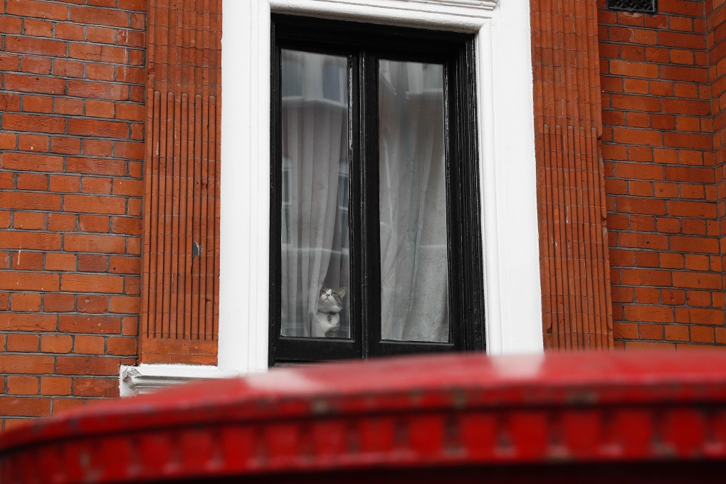 A cat looks out of a window of the Ecuadorean embassy in London in May, 2017. Photo: Xinhua