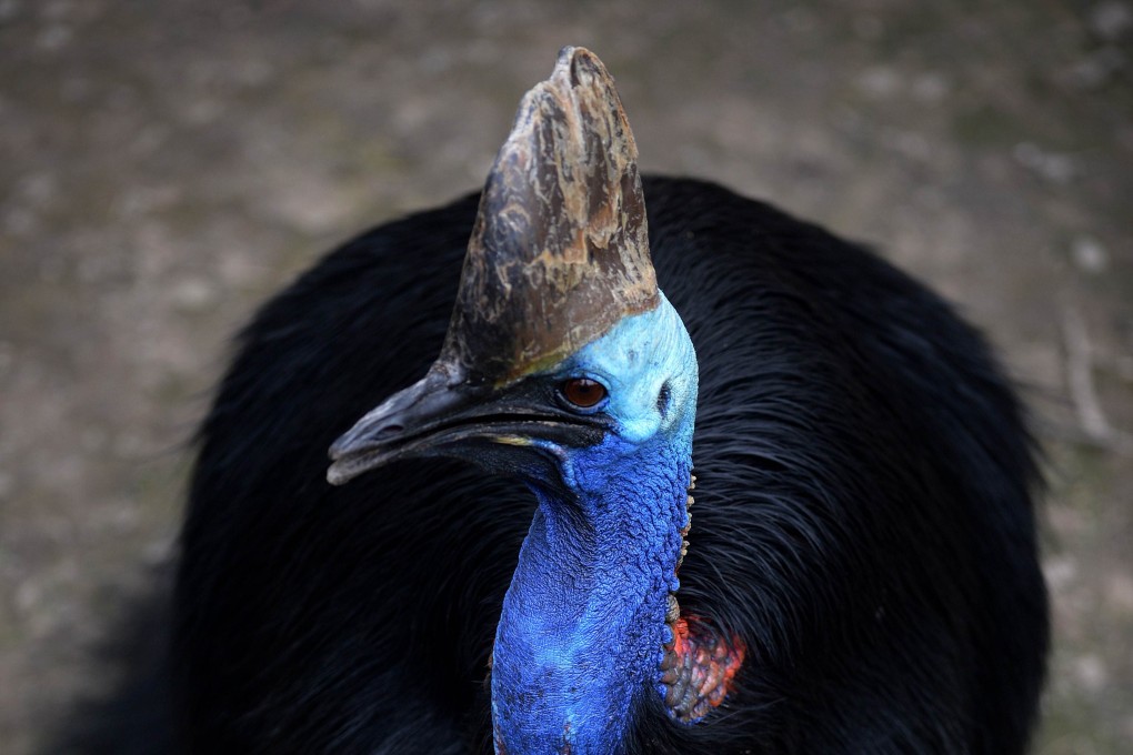 A cassowary at Beijing zoo. File photo: AFP
