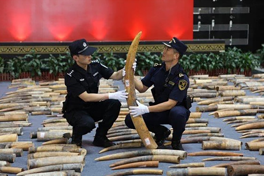 The haul of 2,748 elephant tusks was the biggest seizure of ivory handled by Chinese customs in recent years. Photo: Sina