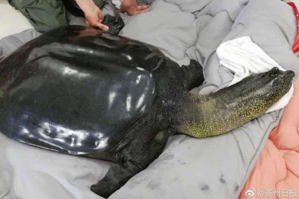 Xiangxiang, the last known Yangtze giant softshell turtle, died at Suzhou Zoo on the weekend. Photo: Suzhou Daily